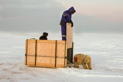 Белые медведи в Арктике голодают из-за быстрого таяния льдов - новости экологии на ECOportal