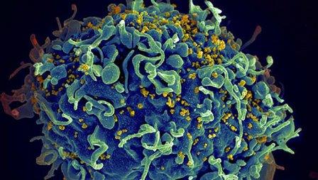 Биологи МГУ установили природу многофункциональности белка ВИЧ