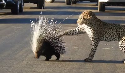 Битва леопарда с дикобразом попала на видео / Видео - новости экологии на ECOportal