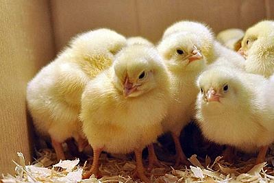 Более 230 тыс цыплят импортируют в Подмосковье из США и Великобритании в 2022 г