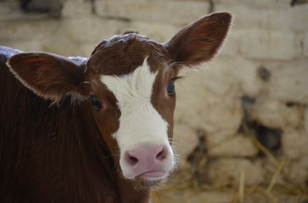 Какую угрозу несут микотоксины молочным фермам