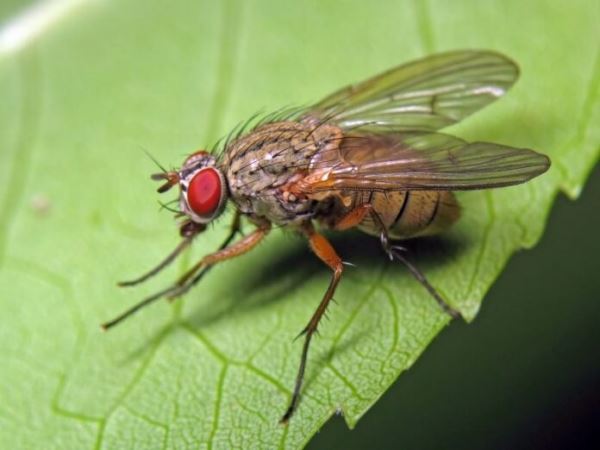 Капустная муха: профилактика и защита