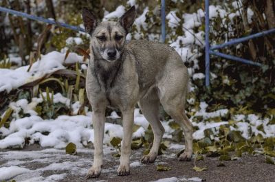 Стая собак напала на ребенка на Чукотке - новости экологии на ECOportal