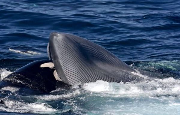 Ученые рассказали об охоте косаток на синих китов - новости экологии на ECOportal