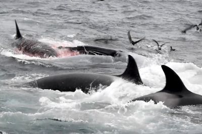 Ученые рассказали об охоте косаток на синих китов - новости экологии на ECOportal