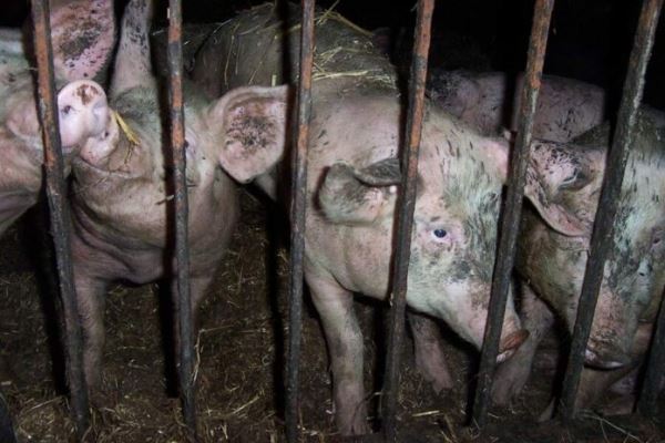 В Башкирии предложили ввести запрет на содержание свиней в ЛПХ