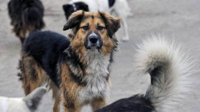 Бродячая собака покусала семилетнего ребенка в Челябинске - новости экологии на ECOportal