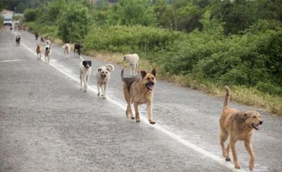 Эксперт: стаи собак под Москвой «убивают все, что движется» - новости экологии на ECOportal