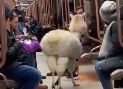 Москвичам напомнили о правилах перевозки животных после видео с альпака в метро - новости экологии на ECOportal