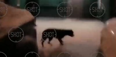 На севере Москвы бойцовская собака напала на полицейских / Видео - новости экологии на ECOportal