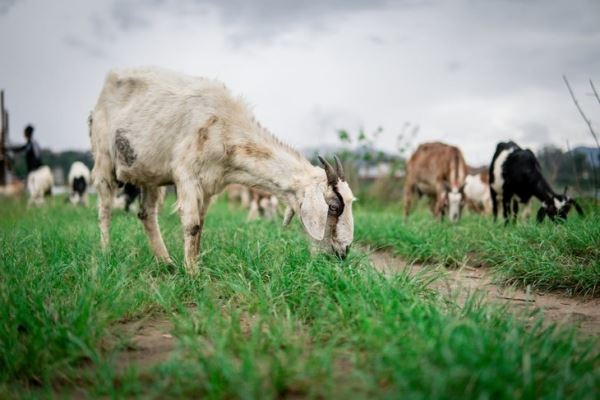 Подорожание кормов сделало разведение коз нерентабельным для европейских фермеров