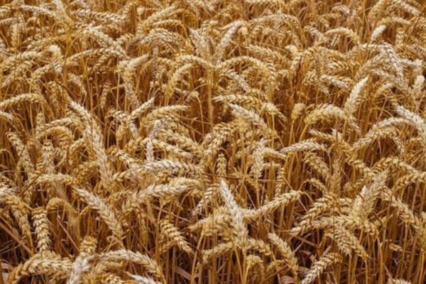 Россия сократила экспорт зерновых культур — Минсельхоз