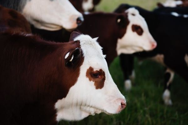 Снижение производства говядины стимулирует рынок откормочного скота в Канаде и США