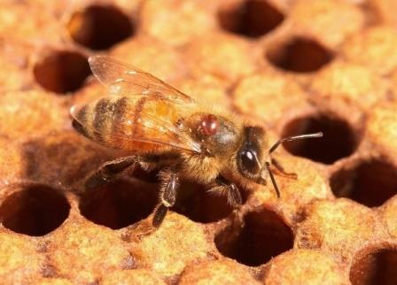 Убийца пчел и ошибка энтомологов
