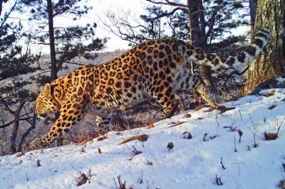 Утверждена Стратегия сохранения дальневосточного леопарда. Цель: 150 особей к 2030 году - новости экологии на ECOportal