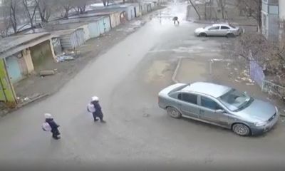 В Астрахани стая бродячих собак напала на школьниц / Видео - новости экологии на ECOportal