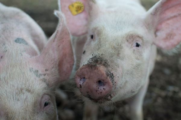 В Китае произошел обвал цен на свинину