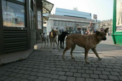 В Петербурге назвали некритичной проблему с бездомными собаками в городе - новости экологии на ECOportal