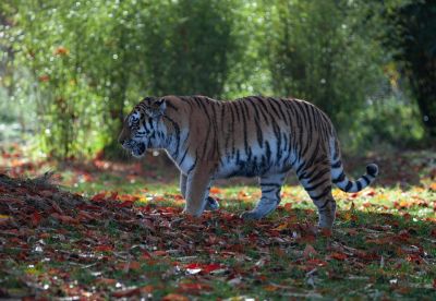 В Приморском крае местных жителя заподозрили в сбыте частей амурского тигра - новости экологии на ECOportal