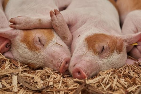 В Таиланде зарегистрированы первые случаи африканской чумы свиней