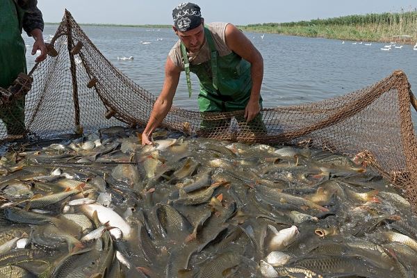 В Астраханской области усилят работу по сохранению рыбных запасов