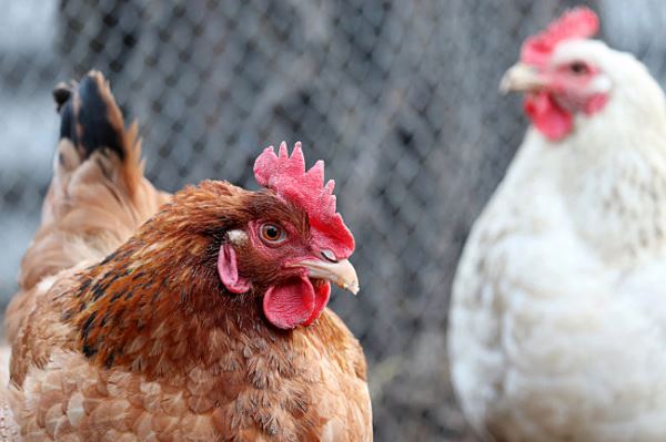 Курян привлекли к ответственности за отказ вакцинировать птиц от гриппа