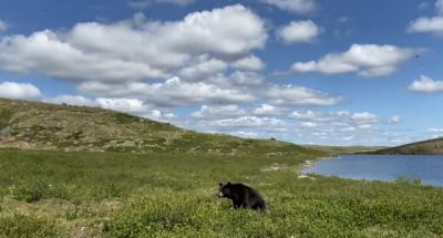 Медведь со спины нападает на двух каноистов / Видео - новости экологии на ECOportal
