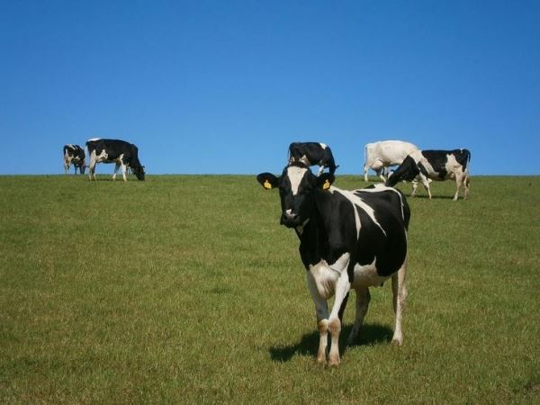 Запуск новых молочных предприятий на Кубани даст свыше 1,5 млн тонн молока в год