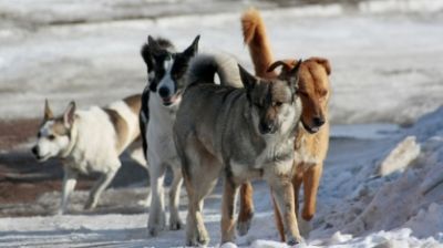Бездомная собака напала на ребенка на Чукотке - новости экологии на ECOportal