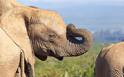 Браконьеры ускорили эволюцию — теперь слоны рождаются без бивней - новости экологии на ECOportal