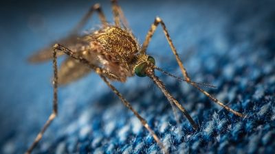 Энтомологи объяснили, в какой одежде человек "невидим" для комаров - новости экологии на ECOportal