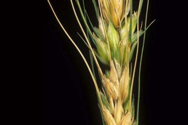 Китайские микробиологи создали пшеницу-мутант