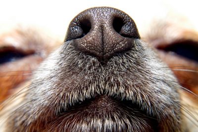 Почему пропавшие собаки не находят дом по запаху? - новости экологии на ECOportal
