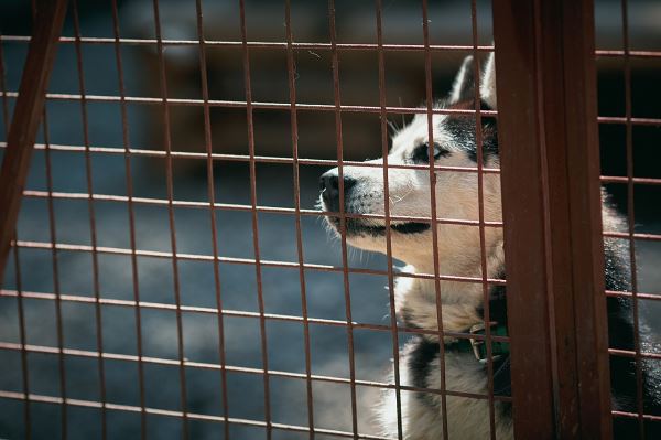 Российские власти решили ужесточить закон об отлове и содержании бродячих собак