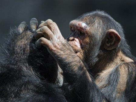 Шимпанзе лечат себя и своих сородичей с помощью насекомых