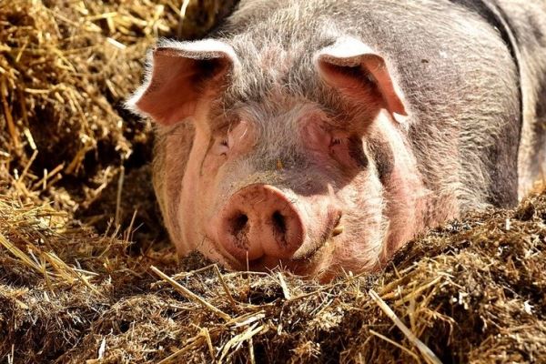 Шотландские генетики спасают редкий вид вислоухих свиней от вымирания