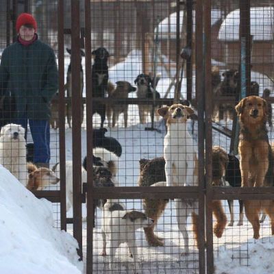 Свердловский губернатор потребовал отловить всех бездомных собак - новости экологии на ECOportal
