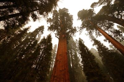 Ученые-экологи нашли ключ к спасению лесов на планете - новости экологии на ECOportal
