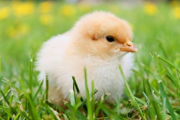 В Германии планируют использовать уникальную разработку израильского стартапа по смену пола у куриных эмбрионов