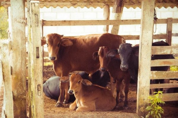 В Краснодарском крае запустят новую молочную ферму