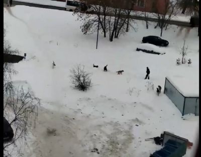 В Смоленске на женщину с ребенком напали бездомные собаки - новости экологии на ECOportal